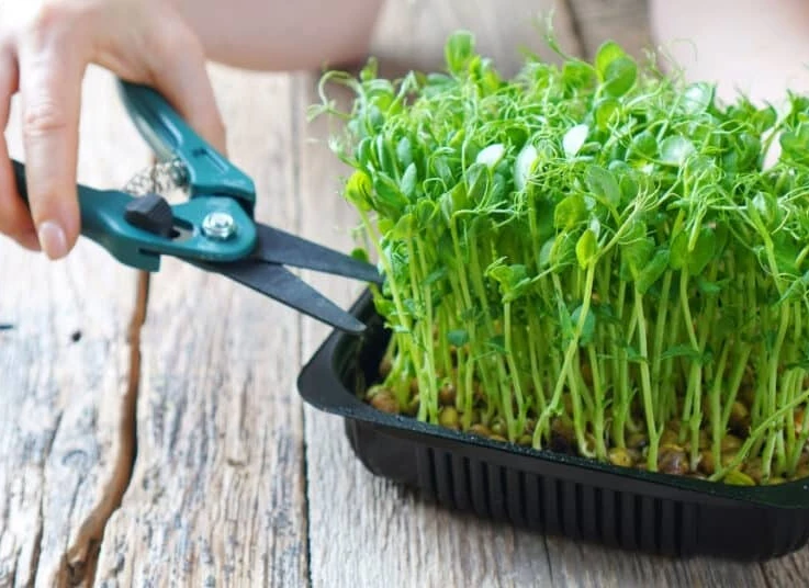Как часто можно собирать микрозелень: один качественный урожай или два низкокачественных?