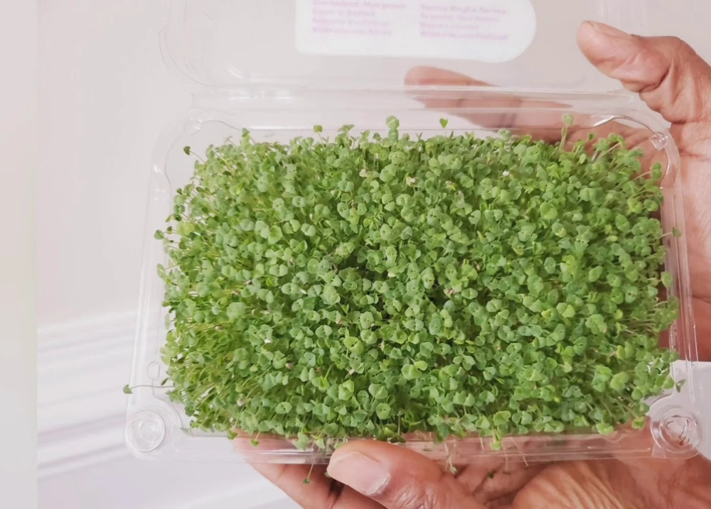 Микрозелень чиа: природа на вашей тарелке для здоровья и долголетия