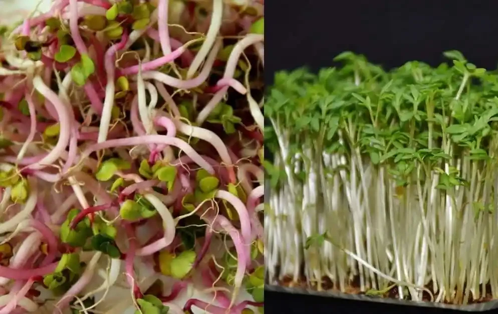 Проростки или микрозелень: что выбрать для вашего здоровья?