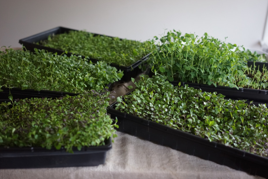 Какие растения подходят для микрозелени: полный гид для новичков