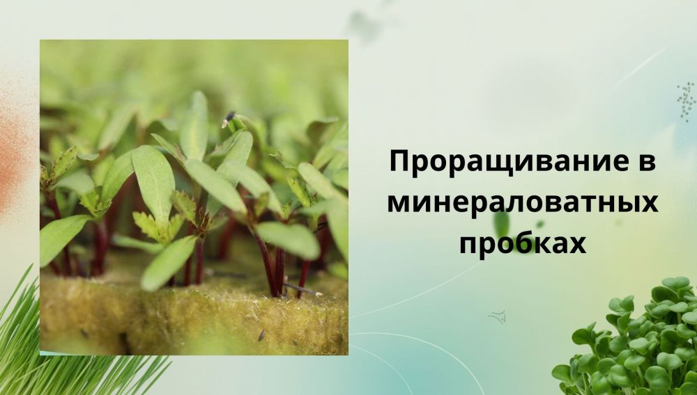 Как вырастить рассаду в минераловатных пробках