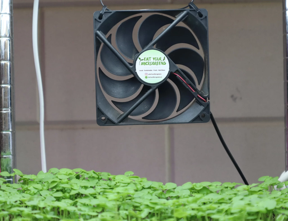 Вентиляция при выращивании микрозелени