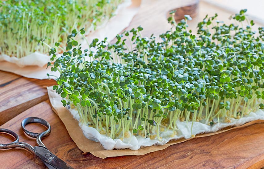 Какую микрозелень выбрать новичку? Вкусно, быстро и просто!