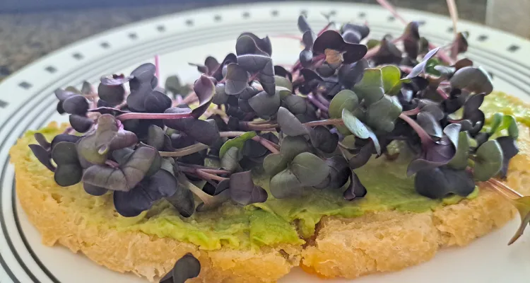 Тосты с авокадо