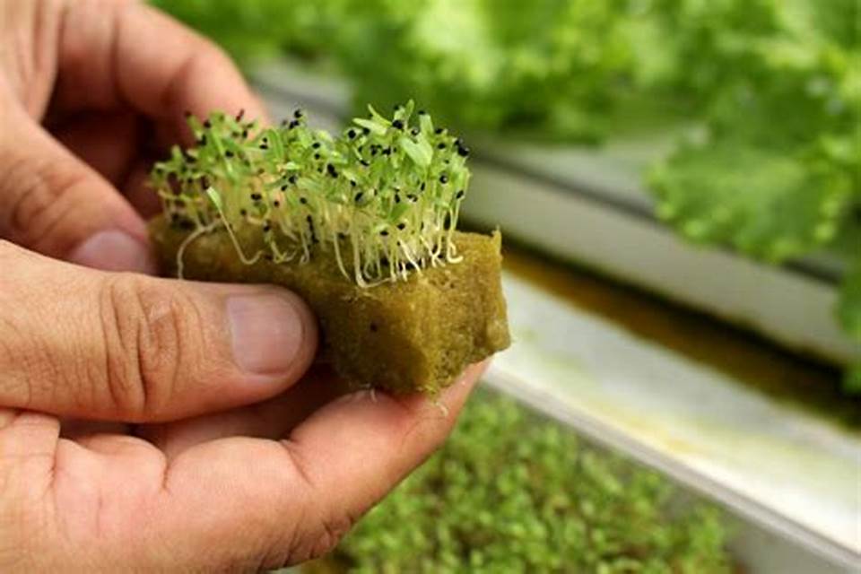 Минеральная вата для гидропоники. Из чего делают агровату