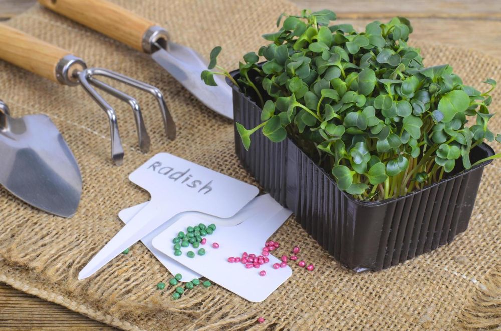 Как посадить микрозелень в агровату