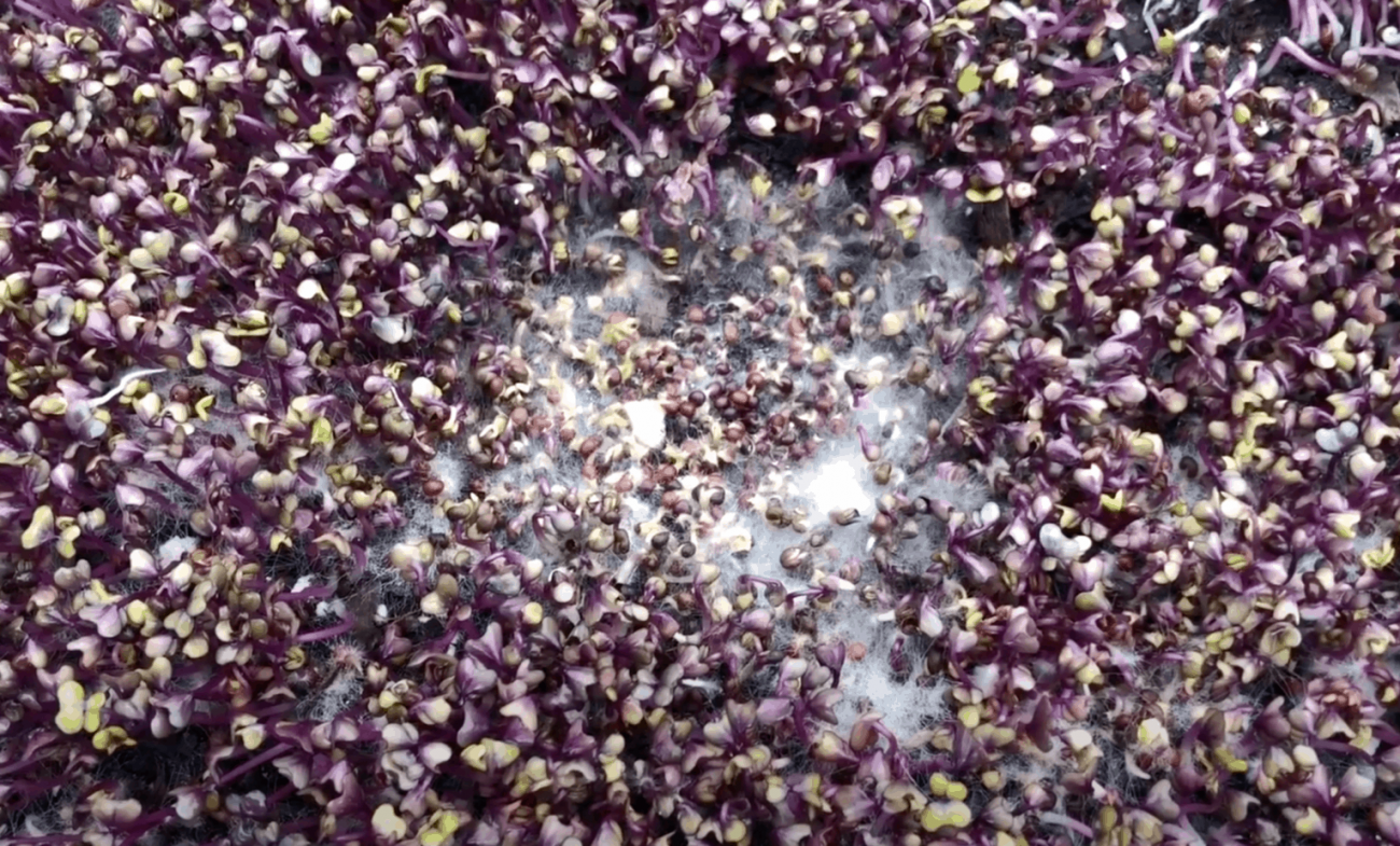 Плесень микрозелень