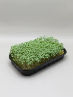 купить лоток для выращивания микрозелени