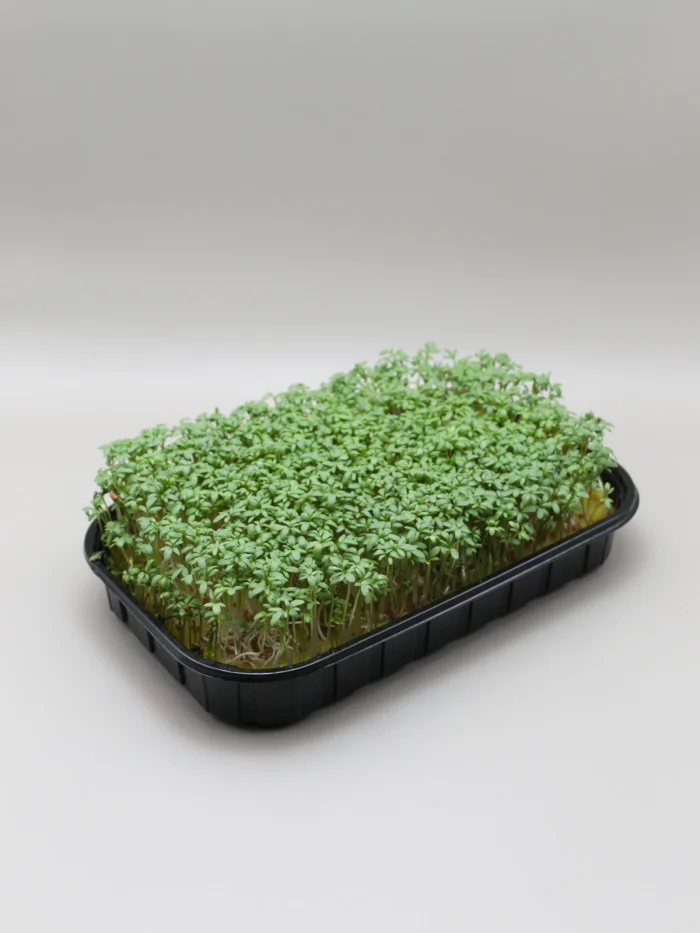 купить лоток для выращивания микрозелени