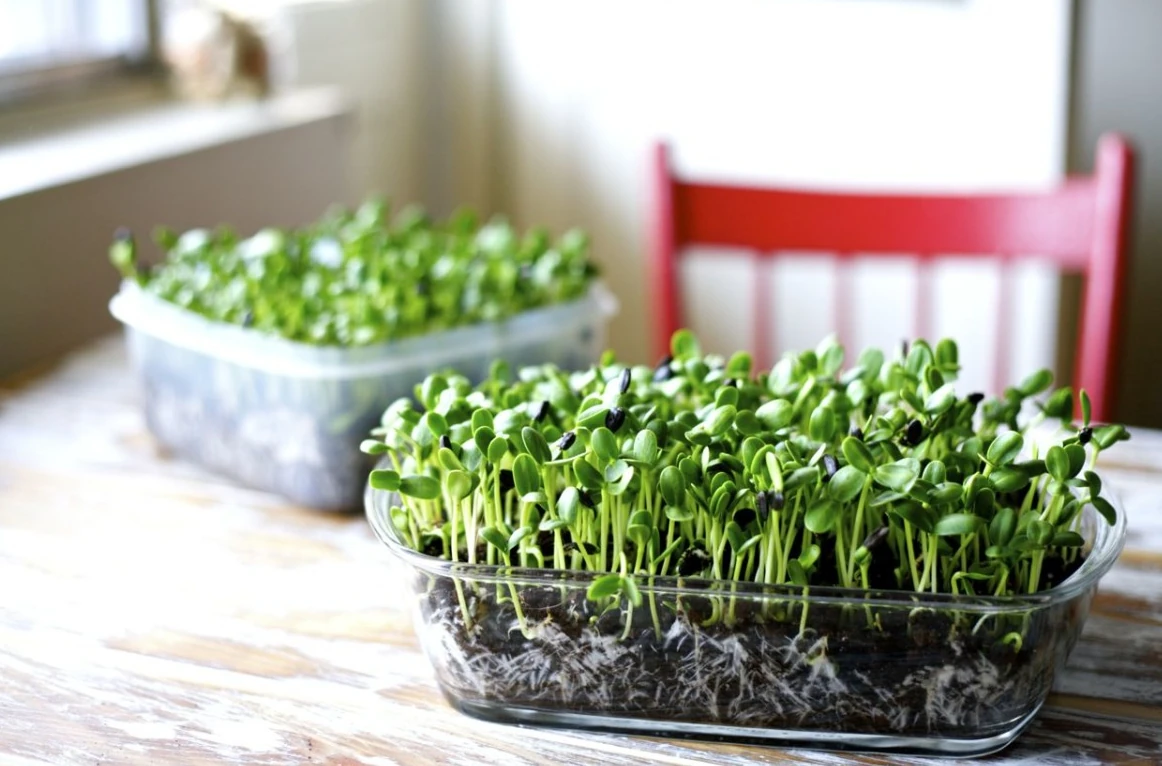 выращивание микрозелени в домашних как бизнес