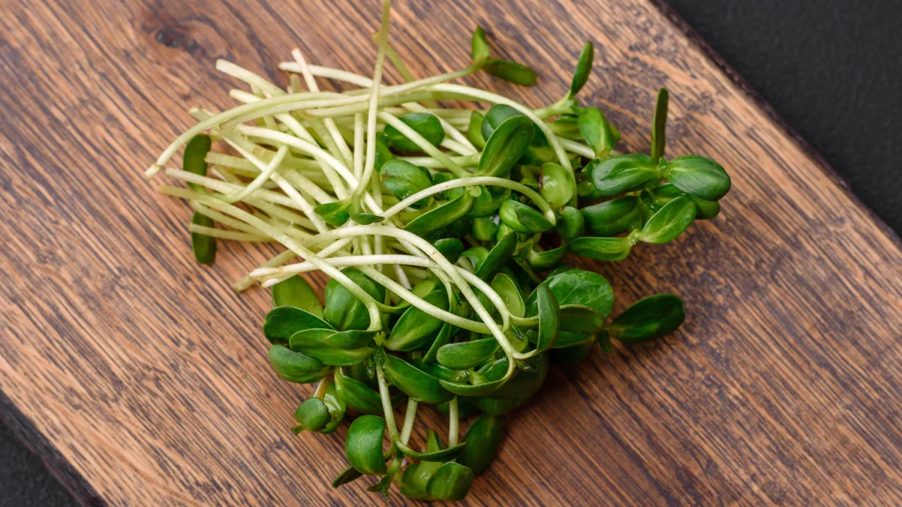 как вырастить микрозелень подсолнечника