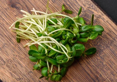 как вырастить микрозелень подсолнечника